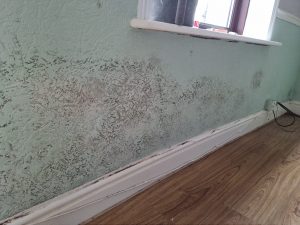 Black Mould and Damp