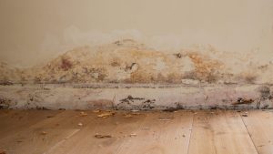 Rising Damp