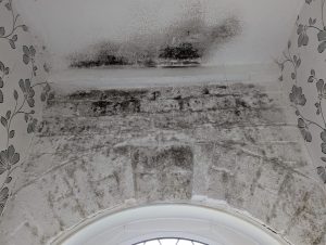 Black Mould