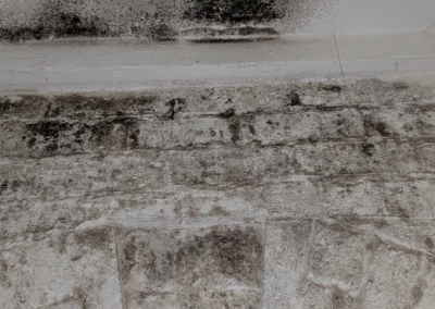 Black Mould